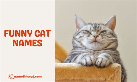 500 Funny Cat Names That Will Make You Chuckle - Name This Cat - The ...