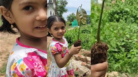 A Green Nation Planting Mango Tree A Hope For Next Generation