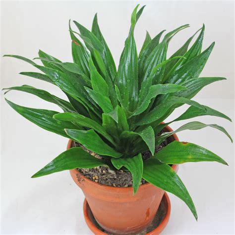 Dracaena fragrans "Compacta"