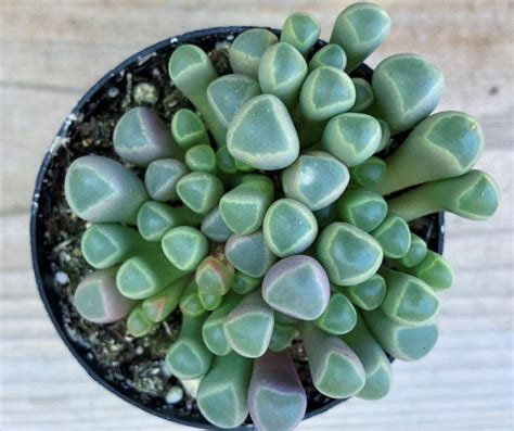 18 Perfect Succulents You Can Grow From Seeds