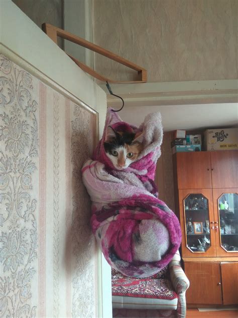 Когда нельзя поставить кошку в угол. | Пикабу