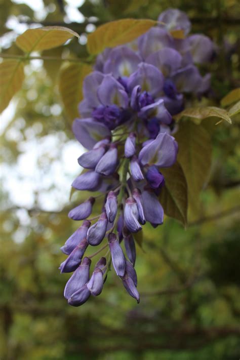 Wisteria Photos, Download The BEST Free Wisteria Stock Photos & HD Images