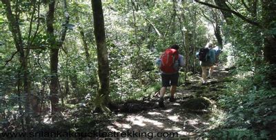 Sinharaja Rain Forest In Sri Lanka Sri Lanka Knuckles Trekking Kandy