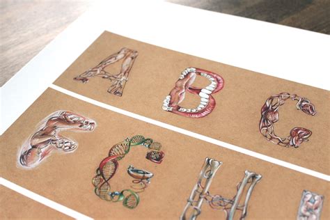 Human Anatomy Alphabet By Laura Facci Street Anatomy