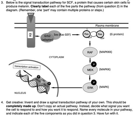 Solved 1. There are many different types of cell signaling. | Chegg.com