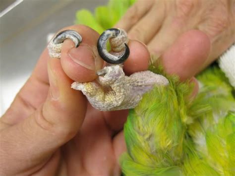 How To Trim Your Parakeets Nails Master Parrot