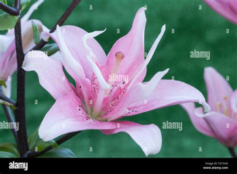 Asiatic lily elodie hi-res stock photography and images - Alamy