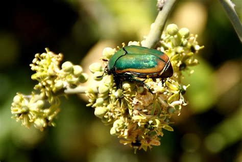 Fig Beetle Project Noah