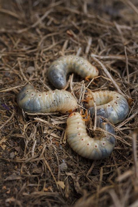 Mountain Pine or Bark Beetle Larvae, Close Up. Parasite Destroying ...