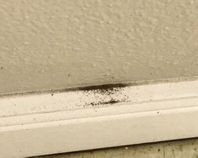 Understanding And Addressing The Issue Of Termites On Ceiling A