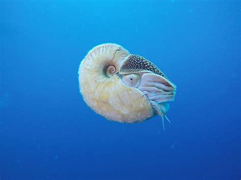 What Is The Rarest Sea Creature? - WorldAtlas.com