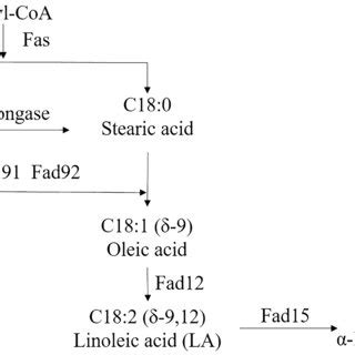 Biosynthesis of different unsaturated fatty acid in eucaryotic cells ...