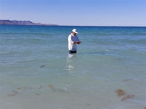 An Lisis De Laboratorio Confirman Que Playas De La Paz Est N En