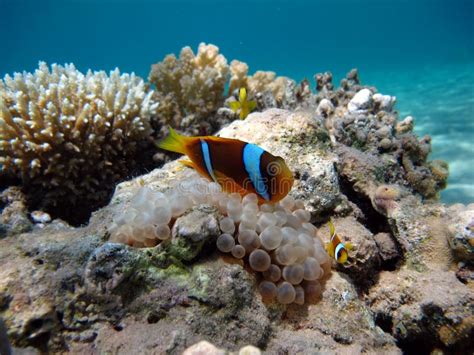 Clown Fish Amphiprion Amphiprioninae Red Sea Clown Fish Nemo