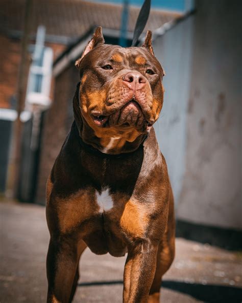 How Ruthless Breeders Have Developed A Terrifying Ten Stone Xxl Bully