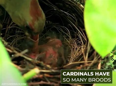 How Many Broods Do Cardinals Have? - Any Cardinals