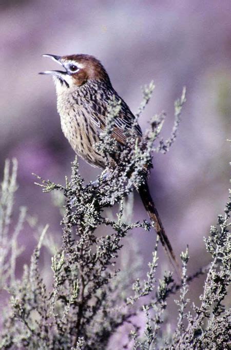 A checklist of the birds of Cape Point - Africa Geographic