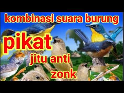 Suara Pikat Andalan Pemikat Burung Suarapikatampuh