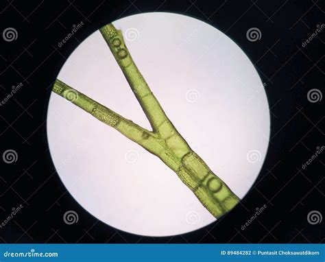 Aquatic Plant Cell Stock Photo Image Of Macro Magnification 89484282