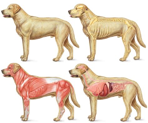 Practical: Dog 4-part diagram Diagram | Quizlet