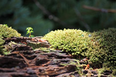 Free Images Tree Nature Forest Branch Leaf Flower Moss Green