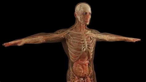Qual Parte Do Corpo Não Recebe Sangue