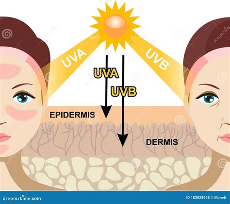 The Difference Of Radiation Types In Sunlight Which Is Harmful To The