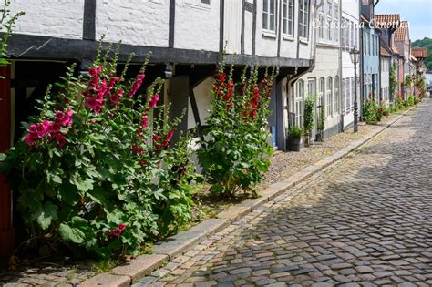 Stockrosen Alcea Rosea Pflanzen Und Kombinieren Einfach Garten