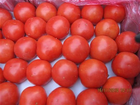 2011 Crop Chinese Fresh Tomatochina Haimei Price Supplier 21food