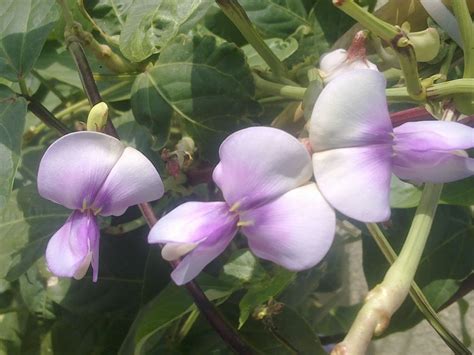 Plants Growing In My Potted Garden.: How To Grow and care for Yardlong Beans In Pots Or Containers.