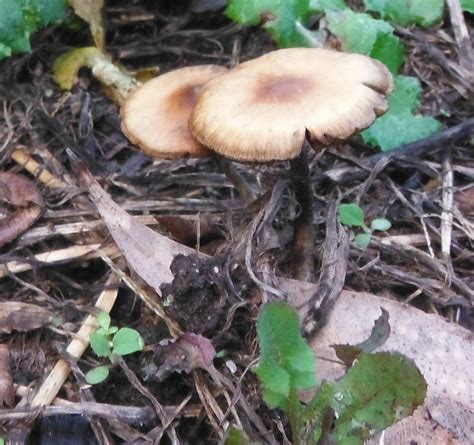 Id Request For Psilocybe Subaeruginosa In Se Melbourne Victoria