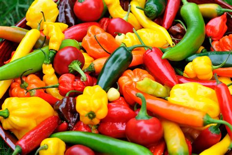 Marconi Red Sweet Pepper Seeds - Italian Heirloom Peppers – Sandia Seed