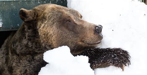 16 cute photos of Grouse Mountain's grizzly bears awakening from ...