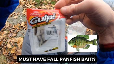 Berkley Gulp Inch Minnow Must Have Fall Panfish Bait Youtube