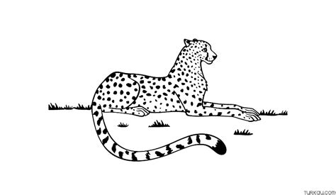 Cheetah Drawing Coloring Pages » Turkau