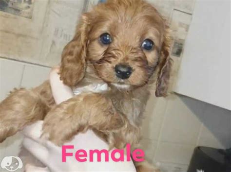 Ready Now Fox Red Cavapoo Puppies 1 Male 1 Female In Saltburn By The