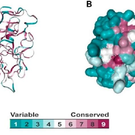 Evolutionary Analysis Of Serine Proteases A B Cartoon And Surface