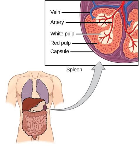 Spleen Diagram Anatomy