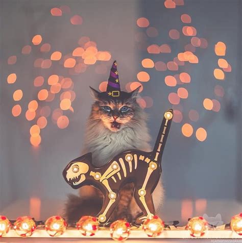 cat halloween costume : r/Trailerclub