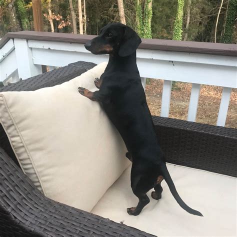 Crystal Crowder Dachshund Puppies For Sale In Graham NC AKC