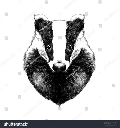 606 Badger Head Drawing Images, Stock Photos & Vectors | Shutterstock