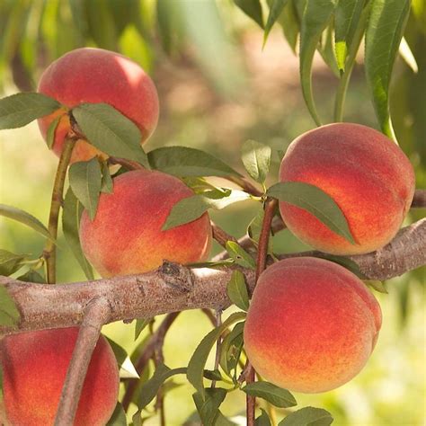 Gurney S Seed And Nursery Fruit Contender Peach Standard Starter Tree Bareroot 65835 At