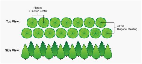 Transparent Arborvitae Png - Spacing Of Green Giant, Png Download ...