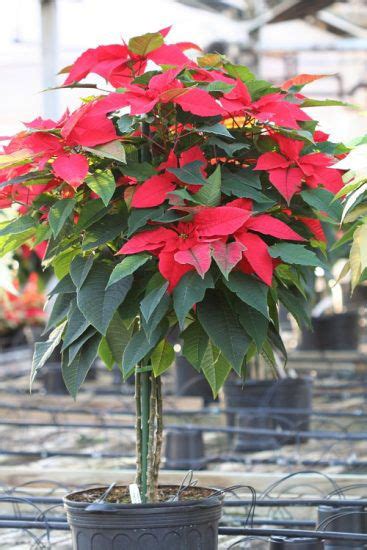 How To Grow A Big Poinsettia As A Tree Balcony Garden Web