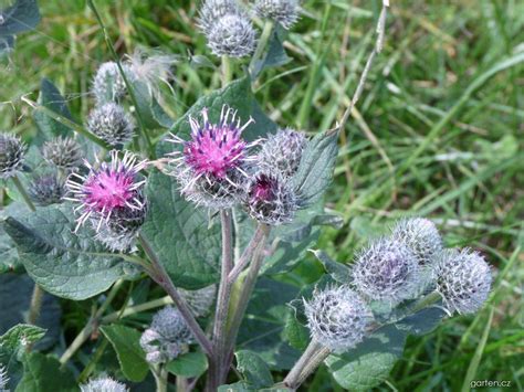 Forum / Obrázek : Lopuch plstnatý (Arctium tomentosum) | Garten.cz
