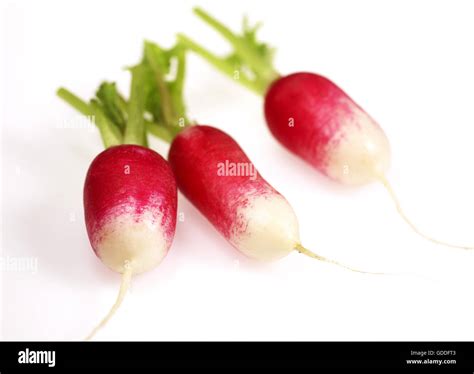 Pink Radish Raphanus Sativus Against White Background Stock Photo Alamy