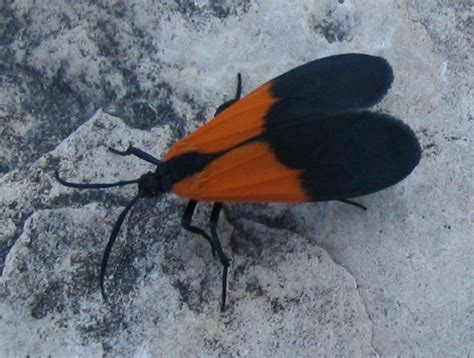 Lichen Moth Lycomorpha Pholus Bugguide Net