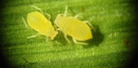 Pulgones En Las Plantas Soluciones Y Remedios Caseros Para Eliminarlos