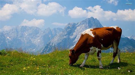 🔥 Download The Cow In Alpine Field Wallpaper And Image By Hcook97