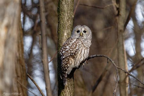 Chouette Ray E Barred Owl Patrice Allibert Flickr